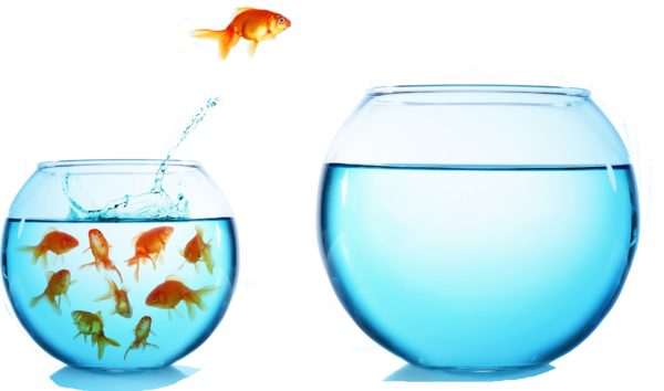 Abbildung zeigt einen Goldfisch, der gerade aus einem kleineren Goldfischglas mit mehreren Fischen in ein größeres, leeres Goldfischglas springt